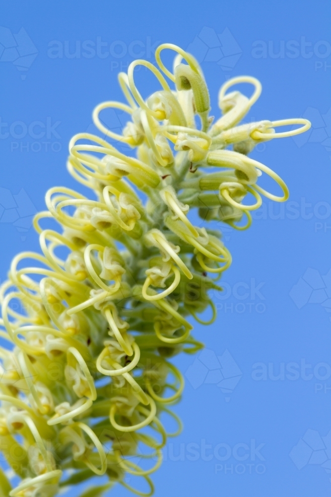 A yellow flower of a native Australian plant, Grevillea moonlight (proteaceae). - Australian Stock Image