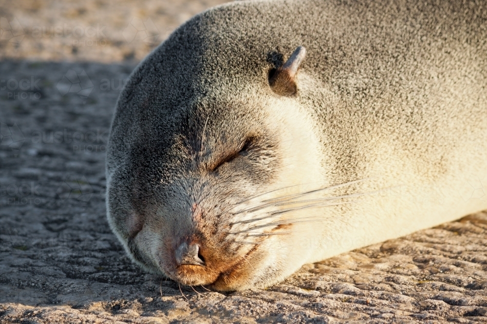 A young Australian Sea Lion basks in the warmth of the dawn Sun at Port Fairy - Australian Stock Image