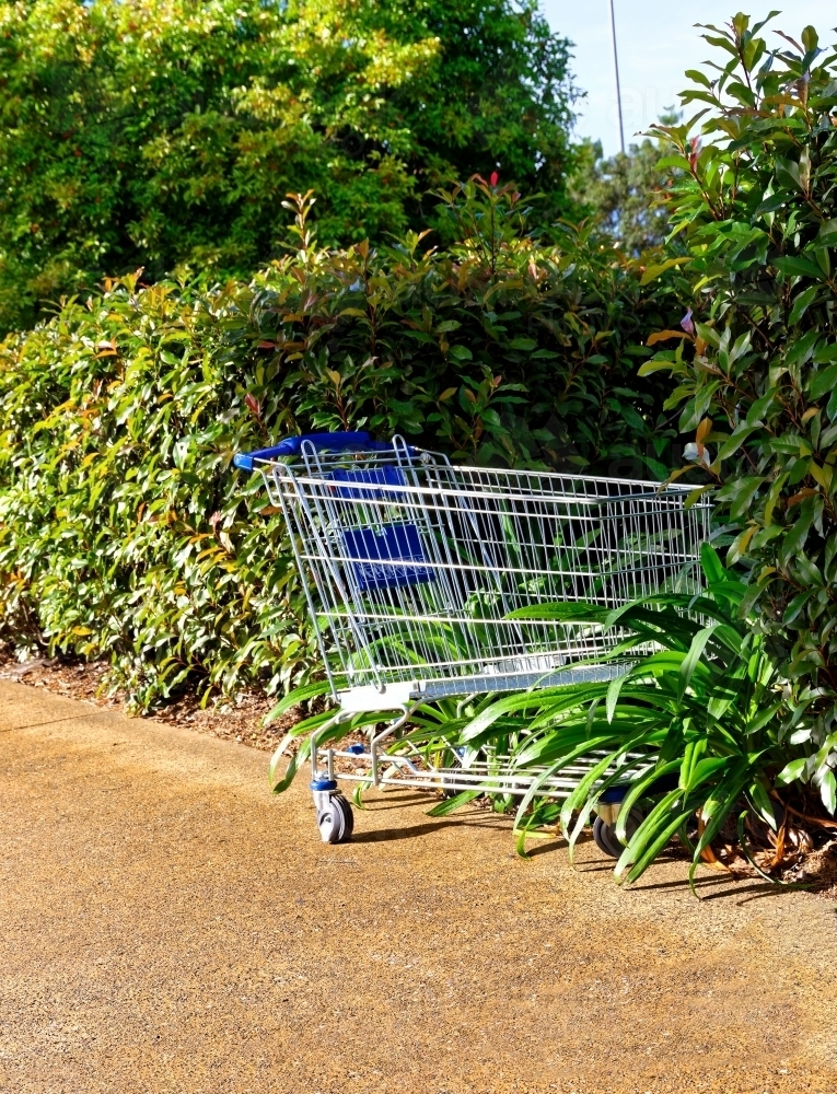 Abandoned blue shopping trolley on footpath and pushed into the hedge - Australian Stock Image