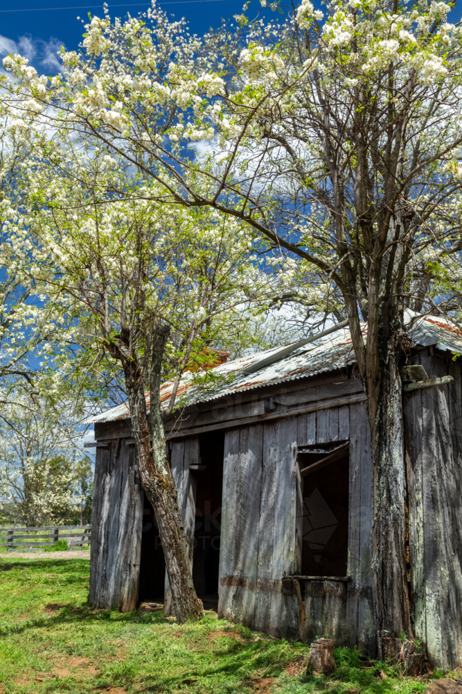 Abandoned house ruins on farmland - Australian Stock Image