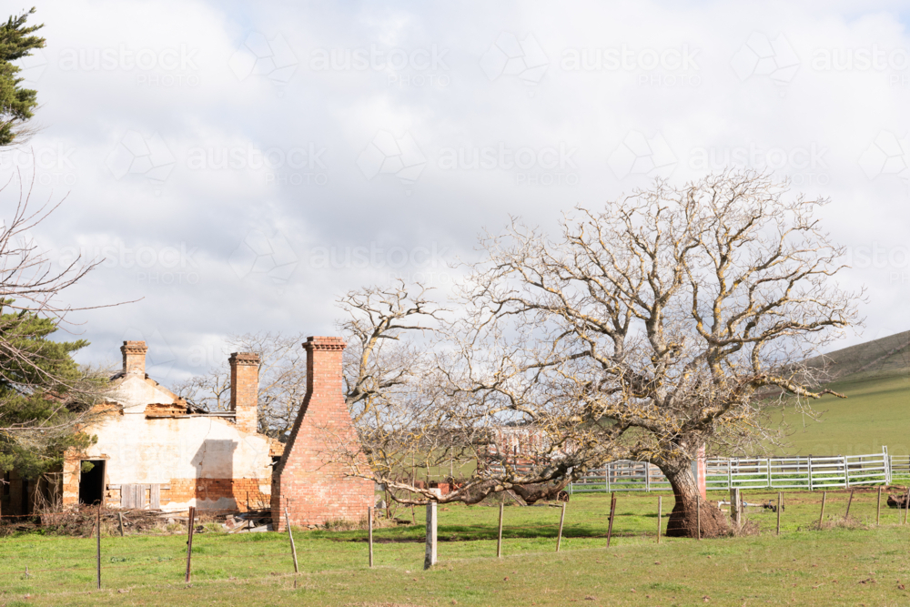 abandoned rural brick farm house with chimneys and old tree - Australian Stock Image