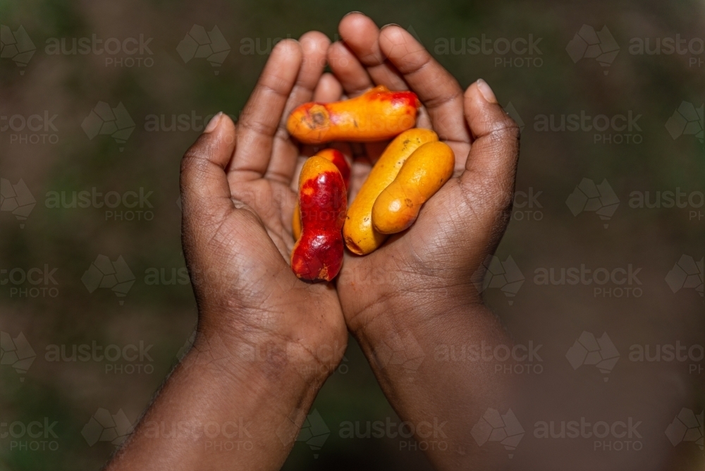 Aboriginal child holding Fingersop - Australian Stock Image