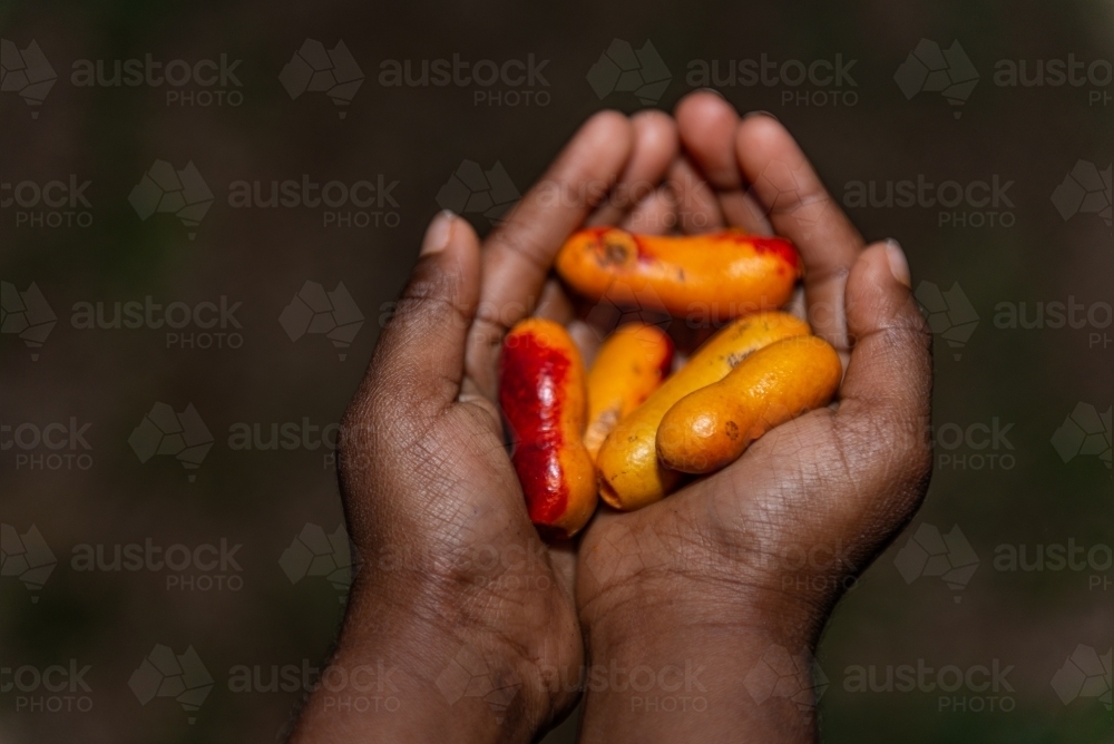 Aboriginal child holding Fingersop - Australian Stock Image