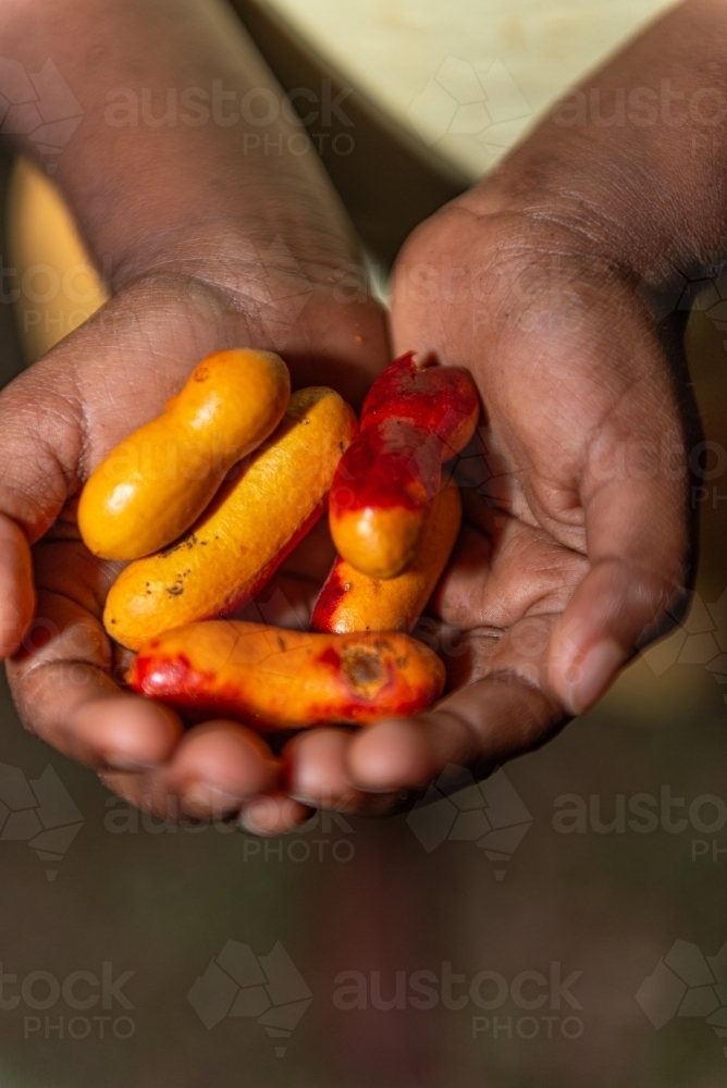 Aboriginal child holding Fingersop - Australian Stock Image