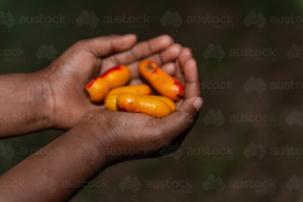 Aboriginal child holding Fingersop - Australian Stock Image