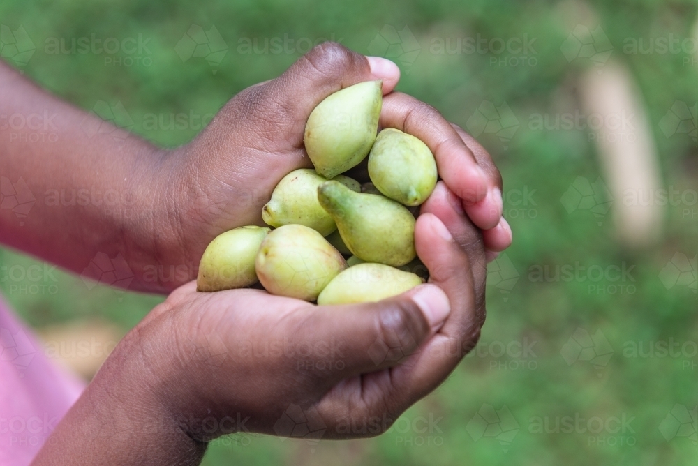 Aboriginal child holding Kakadu Plums - Australian Stock Image