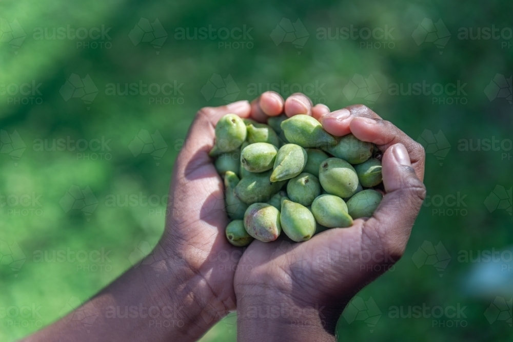 Aboriginal child holding Kakadu Plums - Australian Stock Image