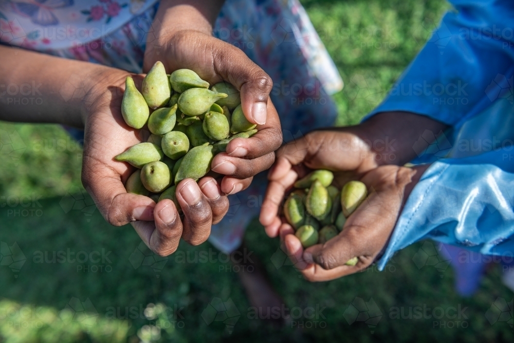 Aboriginal child holding Kakadu Plums - Australian Stock Image