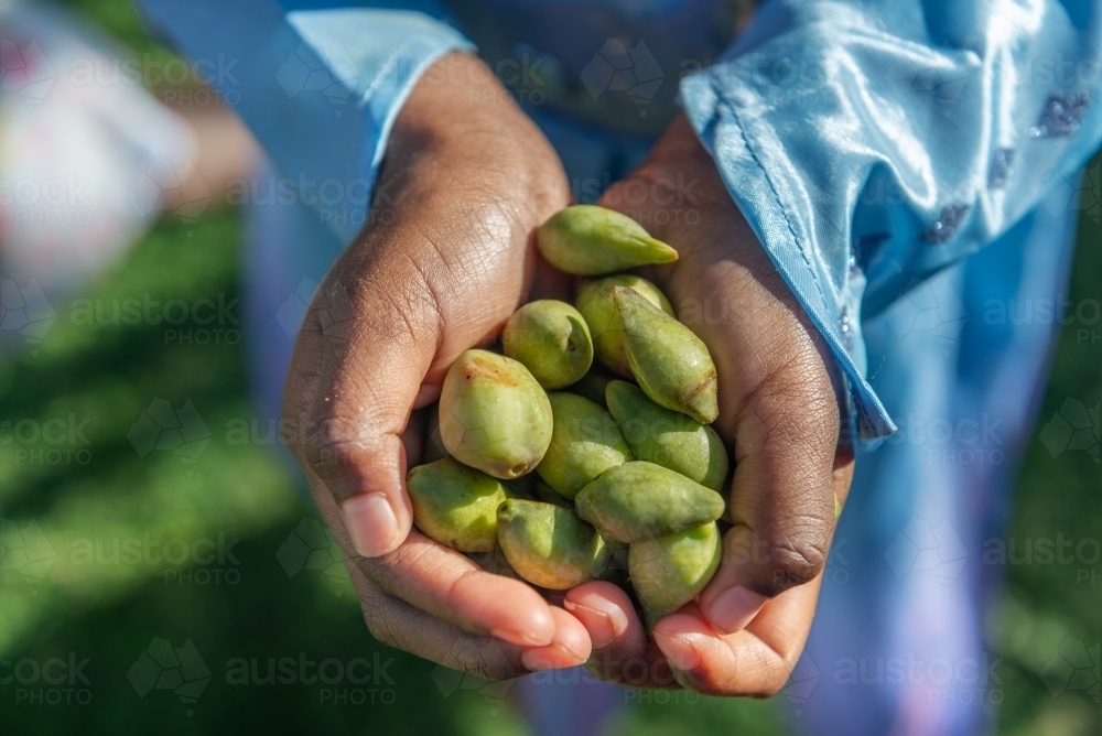 Aboriginal child holding Kakadu Plums - Australian Stock Image