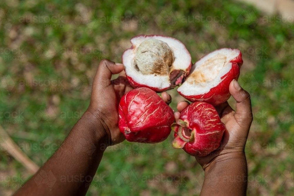 Aboriginal  child holding Red Bush Apples - Australian Stock Image