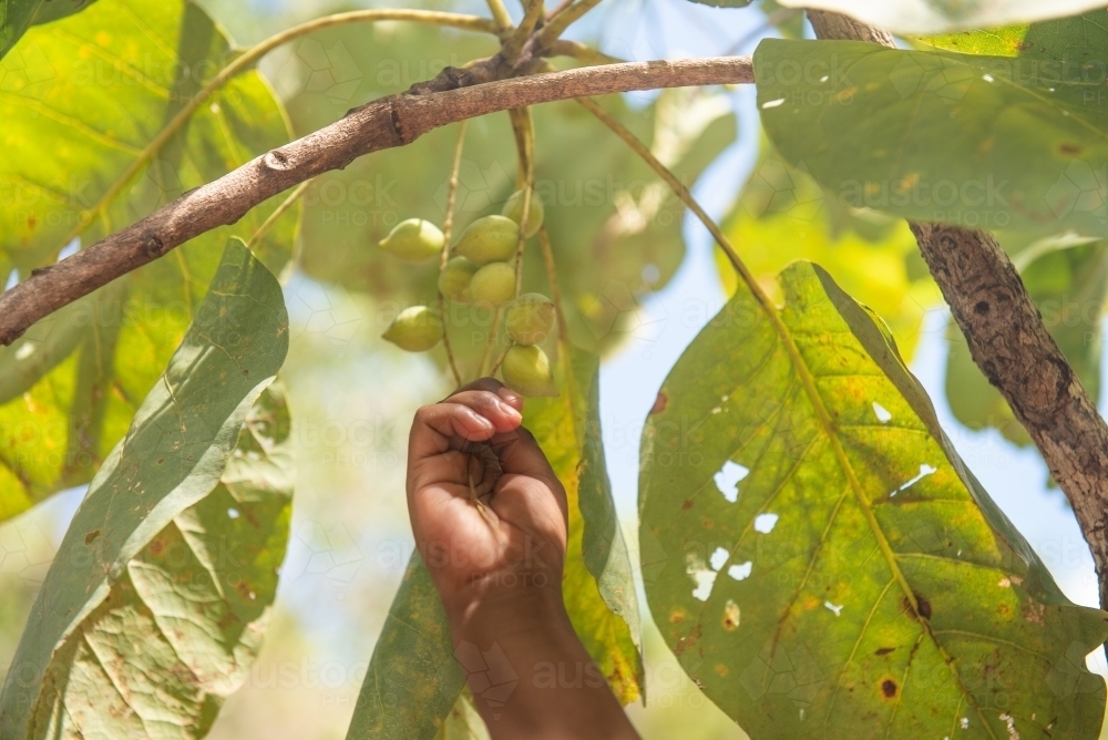 Aboriginal child picking Kakadu Plums off the tree - Australian Stock Image