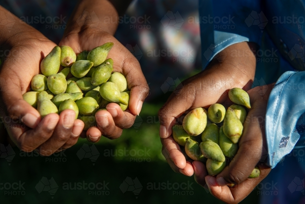 Aboriginal children holding Kakadu Plums - Australian Stock Image