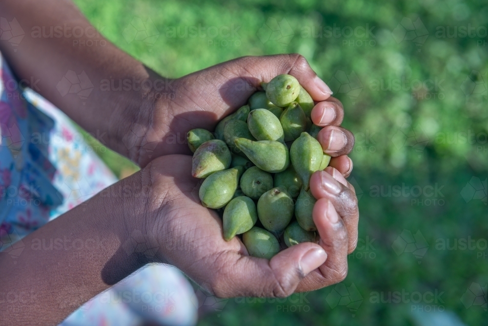 Aboriginal hand holding Kakadu Plums - Australian Stock Image