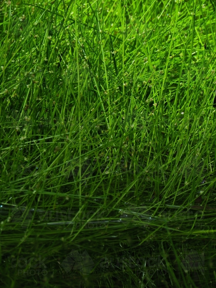 Abstract green reeds against dark water - Australian Stock Image