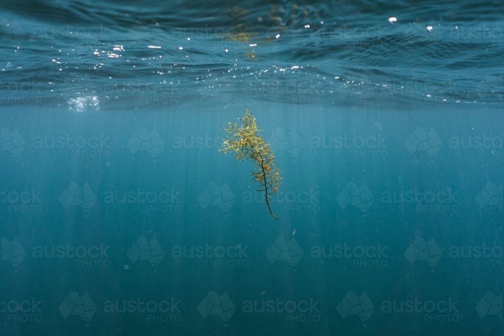 Abstract underwater shot of single seaweed floating near surface of ocean - Australian Stock Image