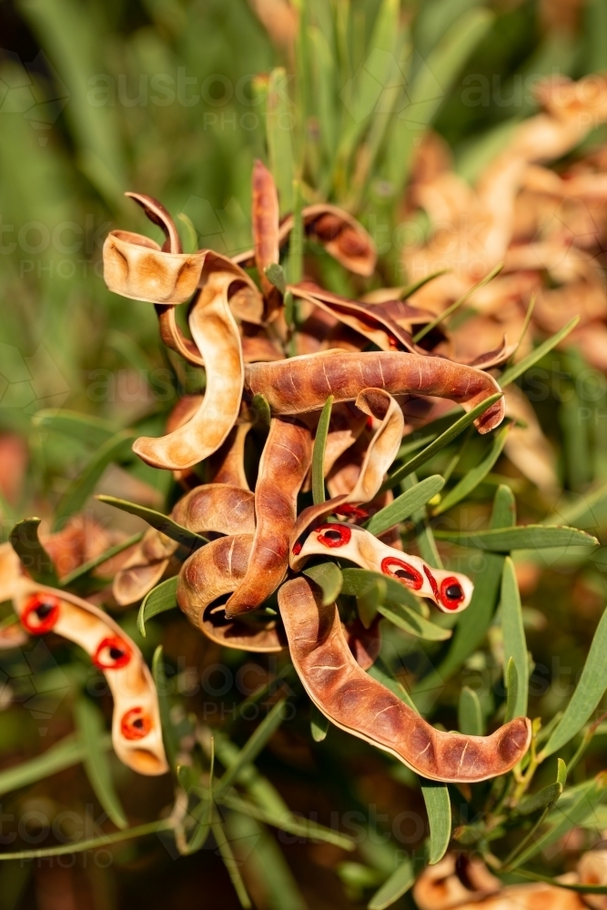 acacia cyclops seedpods open showing bright seeds - Australian Stock Image