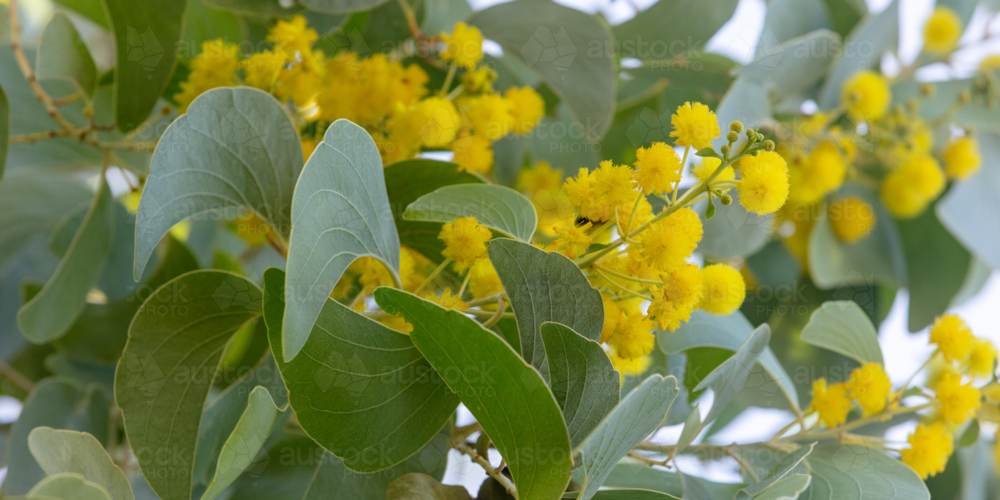 Acacia dunnii - Northern Territory Wattle - Australian Stock Image