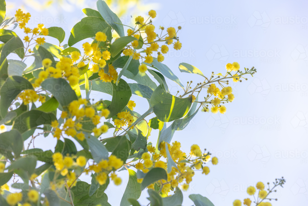 Acacia dunnii - Northern Territory Wattle - Australian Stock Image