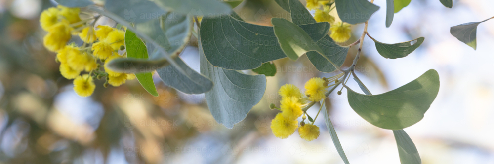 Acacia dunnii - Northern Territory Wattle - Australian Stock Image