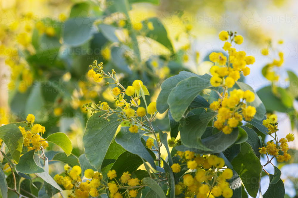 Acacia dunnii - Northern Territory Wattle - Australian Stock Image