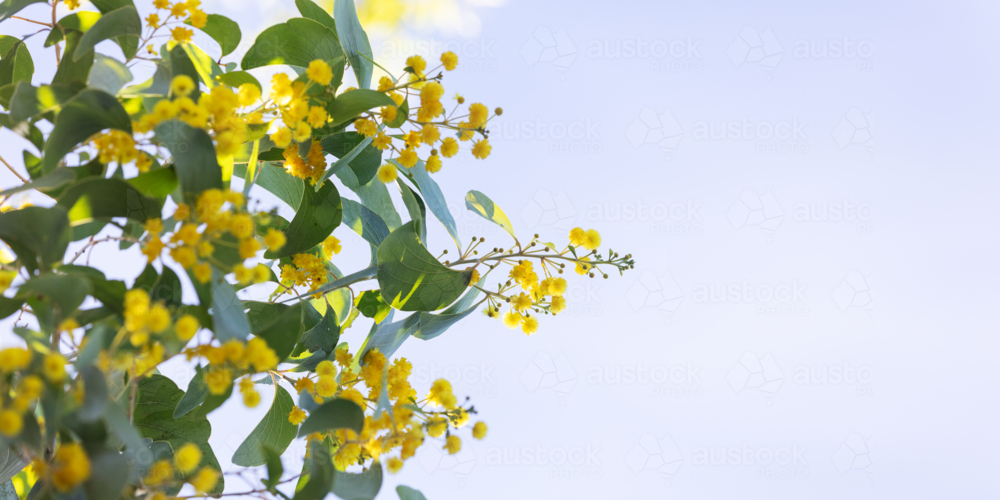 Acacia dunnii - Northern Territory Wattle - Australian Stock Image