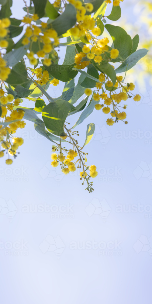 Acacia dunnii - Northern Territory Wattle - Australian Stock Image