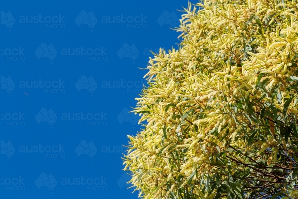 Acacia longifolia in full yellow flower under a clear blue winter's sky. - Australian Stock Image