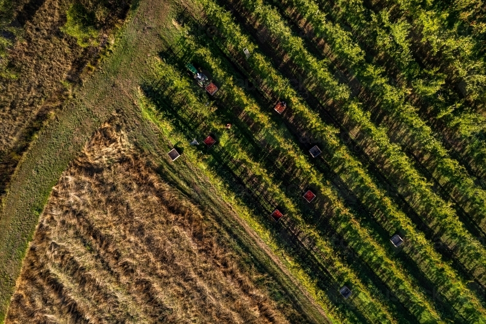 Aerial drone photo of an apple orchard heavy in fruit with workers picking the apples - Australian Stock Image