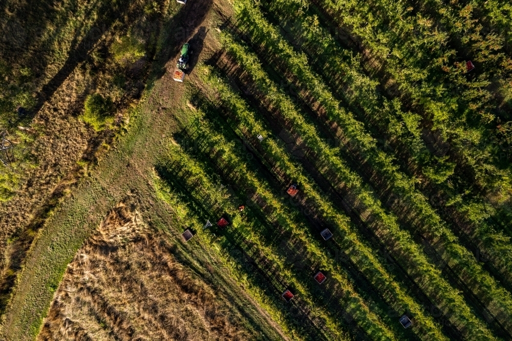 Aerial drone photo of an apple orchard heavy in fruit with workers picking the apples - Australian Stock Image