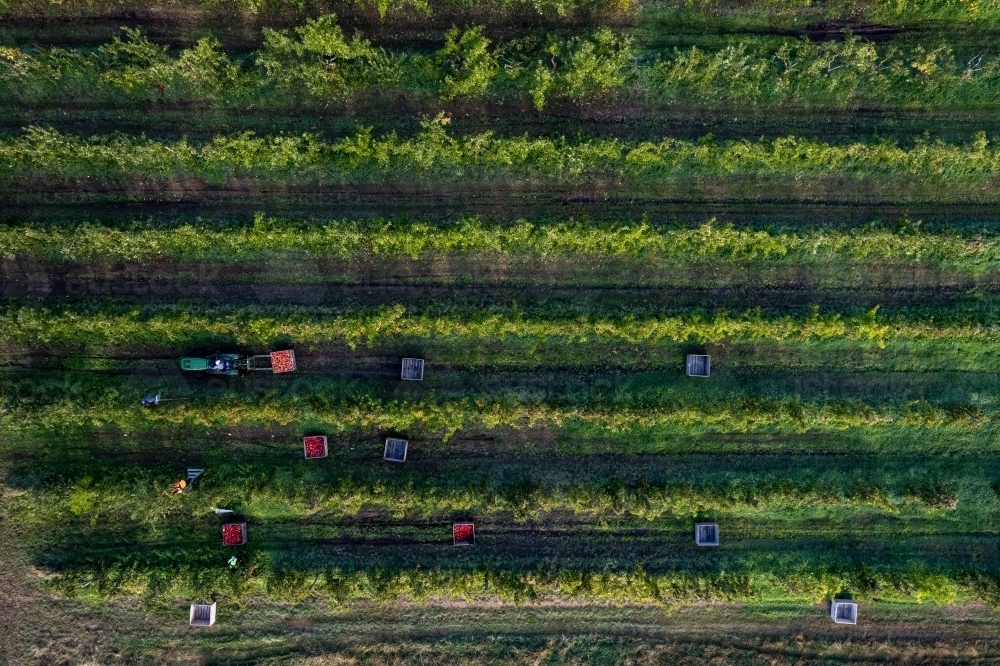 Aerial drone photo of an apple orchard heavy in fruit with workers picking the apples - Australian Stock Image