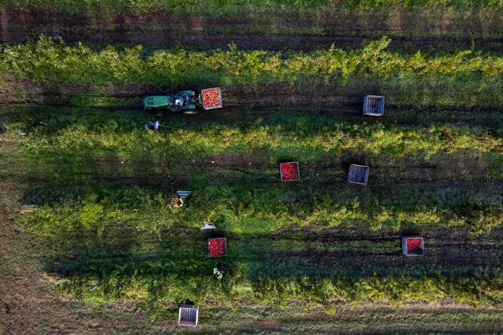 Aerial drone photo of an apple orchard heavy in fruit with workers picking the apples - Australian Stock Image