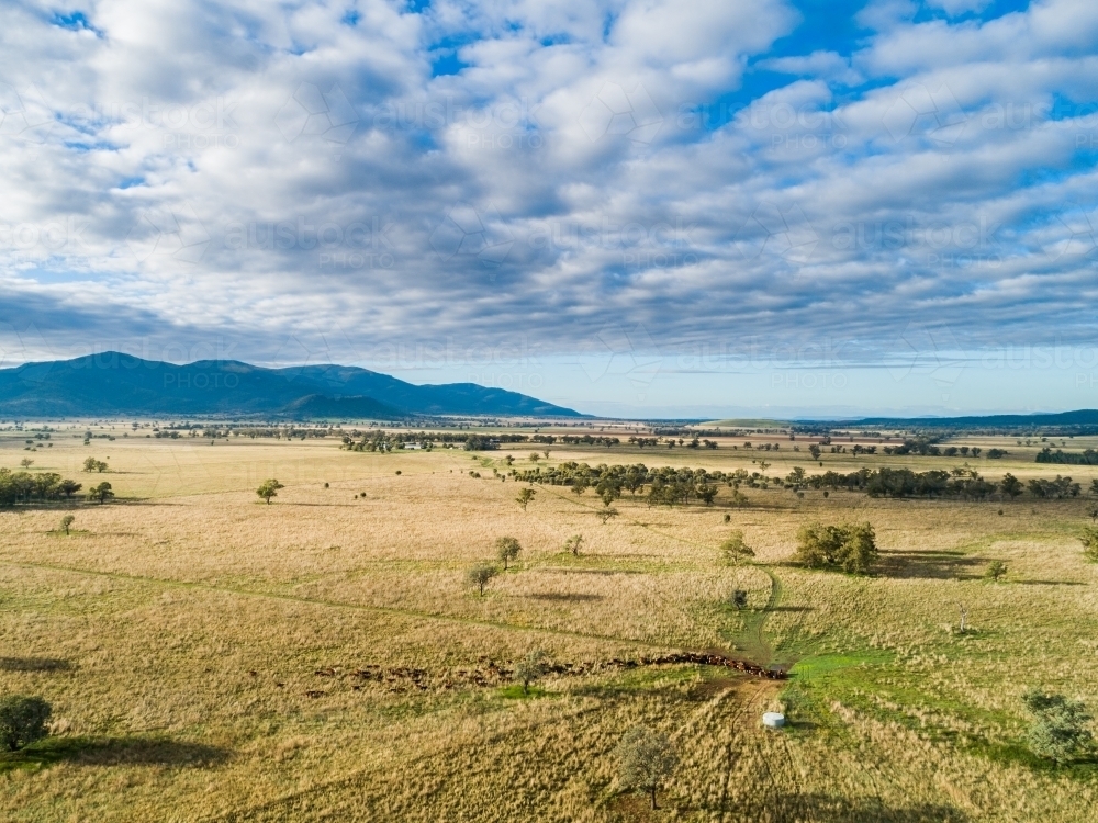 Aerial drone view of cattle herd on farm coming into drink at water trough in paddock - Australian Stock Image