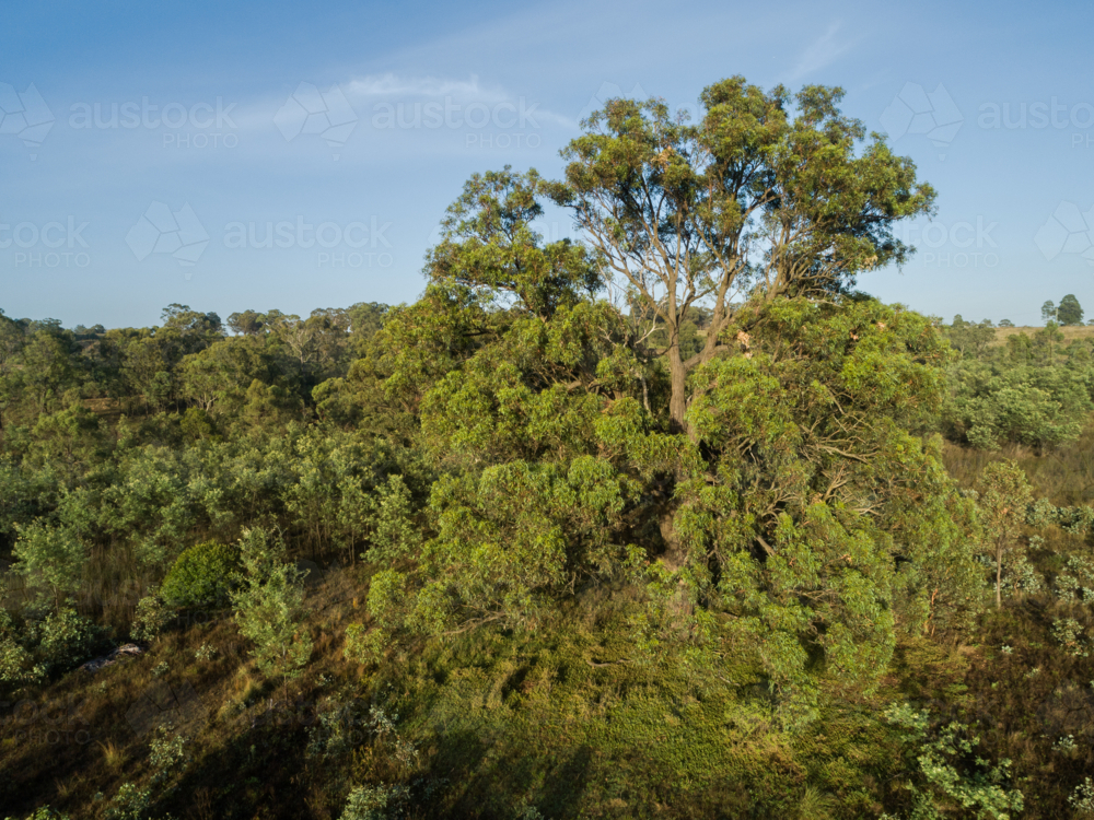 Aerial image of a large gum tree in paddock in Australia from elevated view in morning light - Australian Stock Image