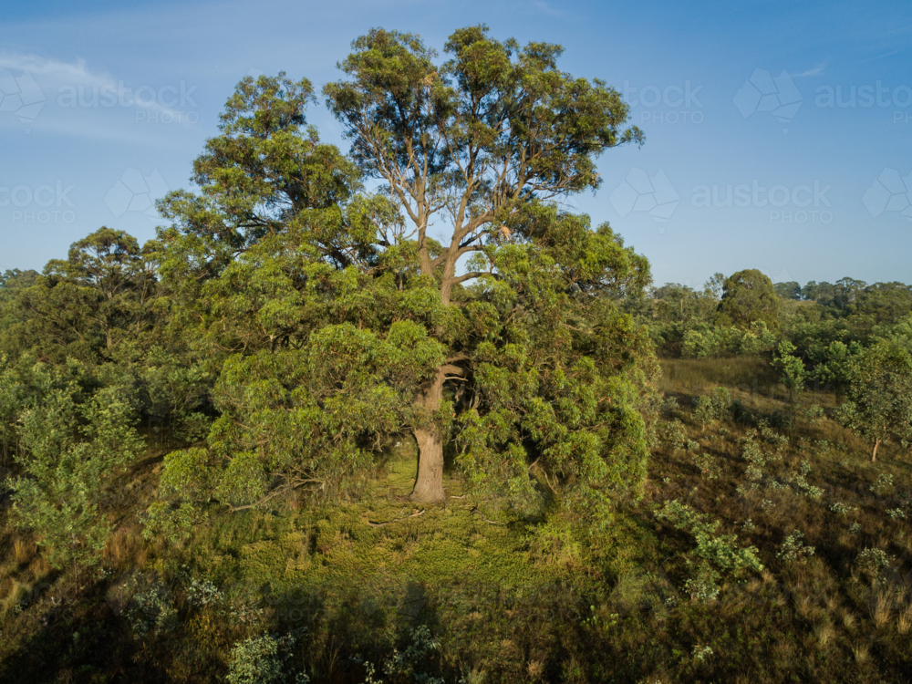 Aerial image of large gum tree in paddock in Australia from elevated view in morning light - Australian Stock Image