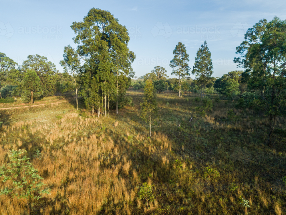 Aerial landscape of paddock with group of gum trees growing among grass in morning light - Australian Stock Image