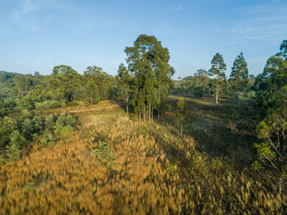 Aerial landscape of paddock with group of gum trees growing among grass in morning light - Australian Stock Image