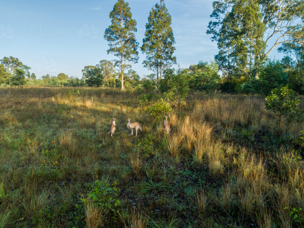 Aerial landscape view of three kangaroos together in rural paddock with grass and trees - Australian Stock Image