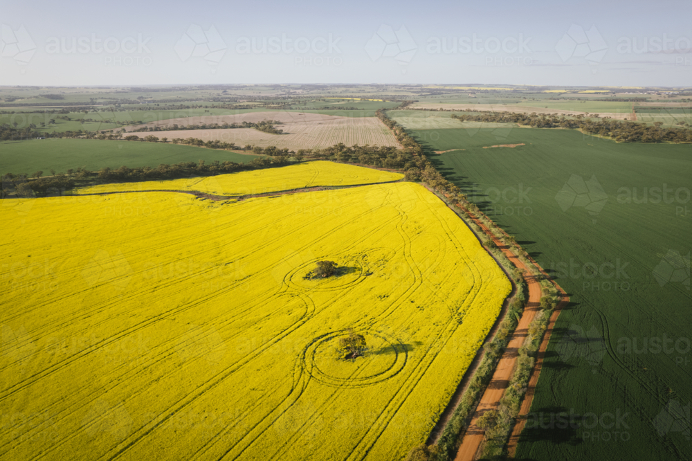 Aerial of canola in full flower in the Avon Valley of Western Australia - Australian Stock Image