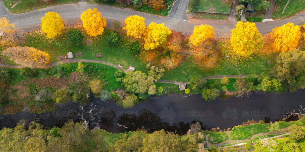 Aerial panorama of a row of golden Autumn coloured trees in parkland alongside a river - Australian Stock Image