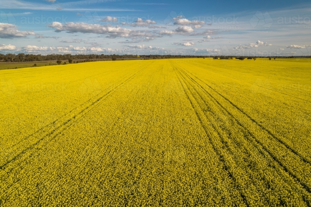 aerial shot a big field with yellow canola flowers under blue skies - Australian Stock Image