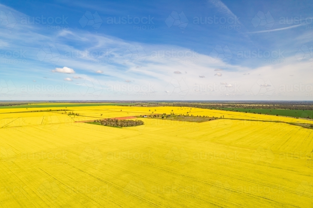 aerial shot of a big yellow canola crop on a sunny day with blue sky - Australian Stock Image