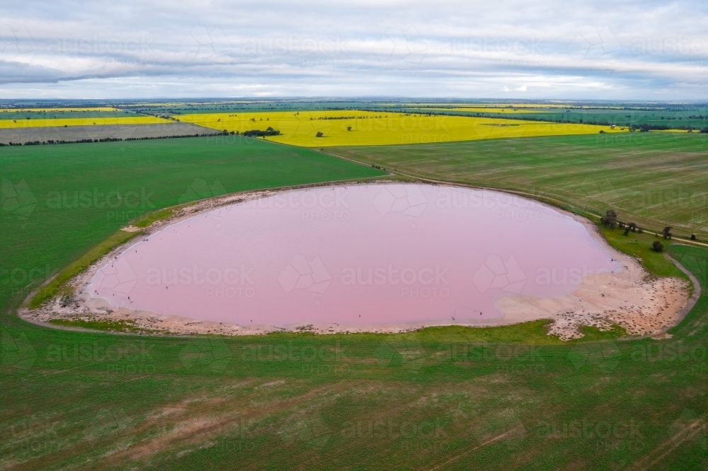 aerial shot of a pink lake surrounded by a big green field - Australian Stock Image