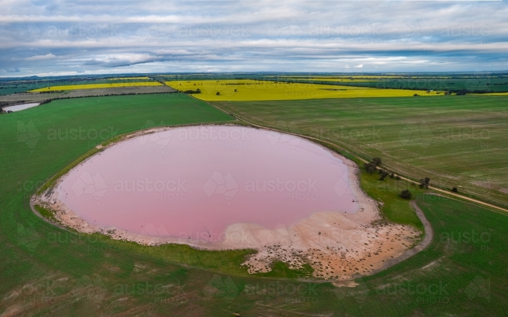 aerial shot of a pink lake surrounded by crop paddocks - Australian Stock Image