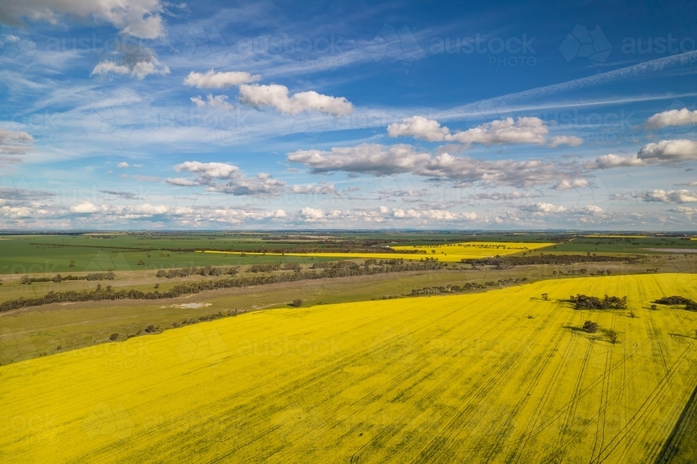 aerial shot of a ripe canola paddock - Australian Stock Image