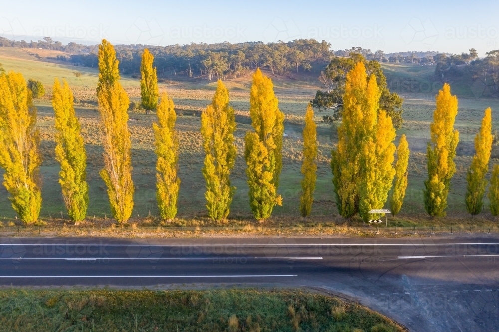 Aerial view a line of golden poplar trees along side a country road - Australian Stock Image