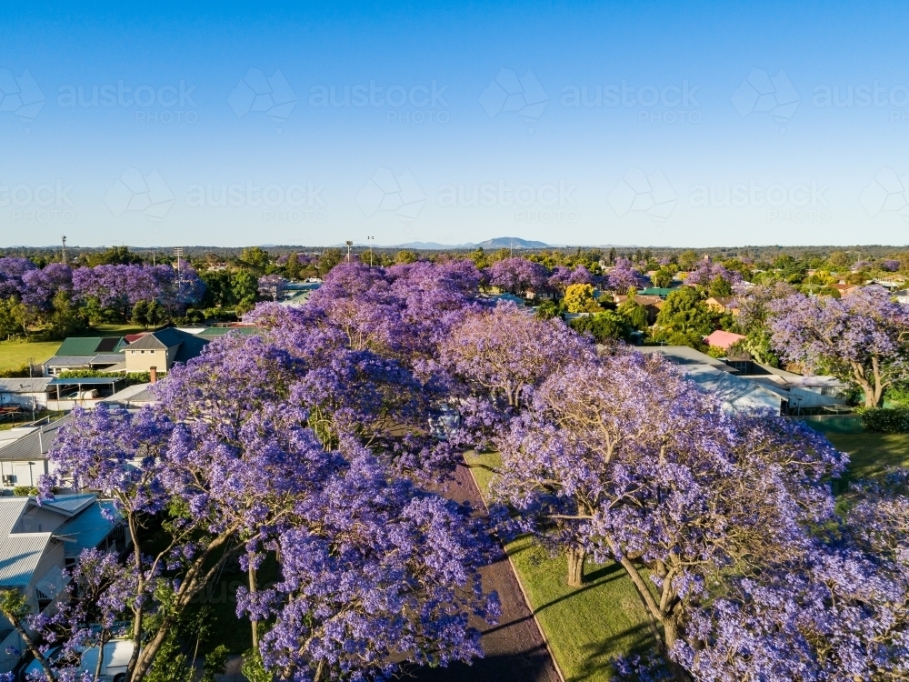 Aerial view down street lined with purple flowering jacaranda trees - Australian Stock Image
