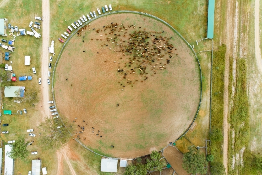 Aerial view of a 500 head of cattle in show grounds. - Australian Stock Image