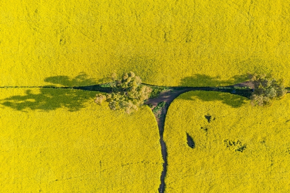 Aerial view of a bright yellow canola crop and a gum tree on a fence line corner - Australian Stock Image