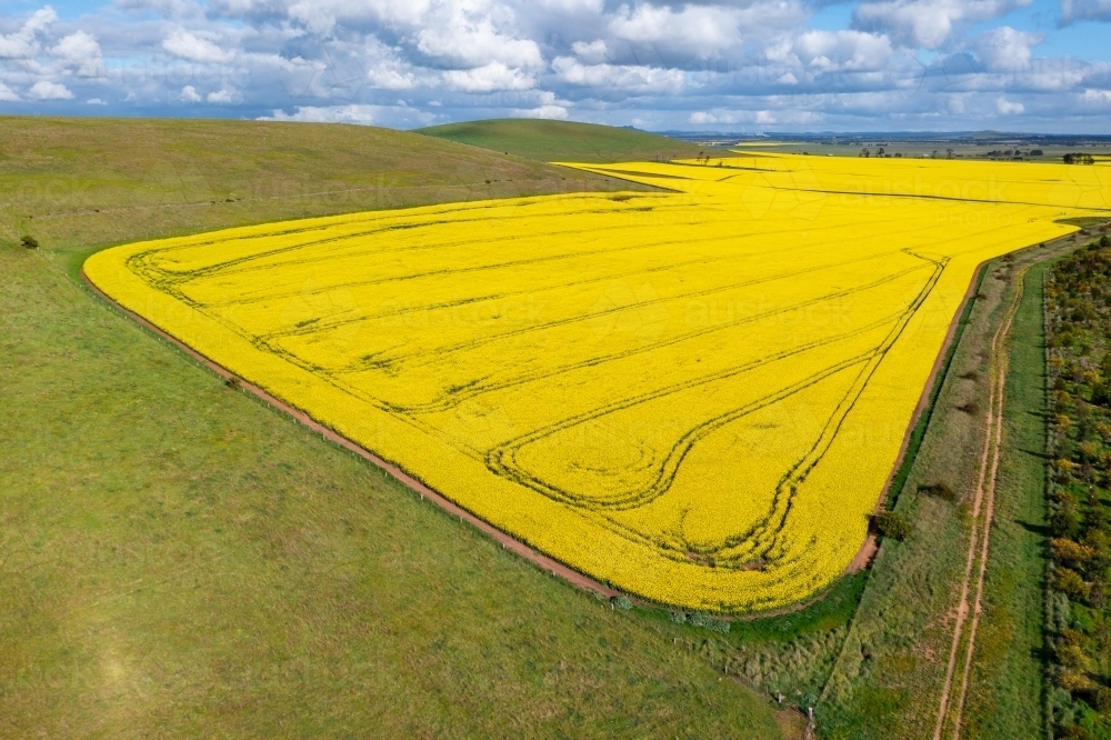 Aerial view of a bright yellow crop of canola on a sloping green hillside - Australian Stock Image