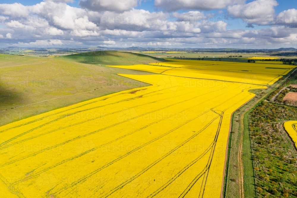 Aerial view of a bright yellow crop of canola on a sloping hillside - Australian Stock Image